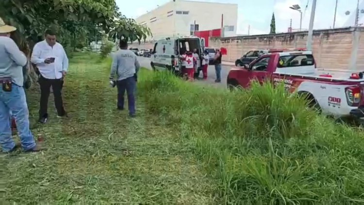 ATACAN LAS ABEJAS A LOS DE PARQUES Y JARDINES