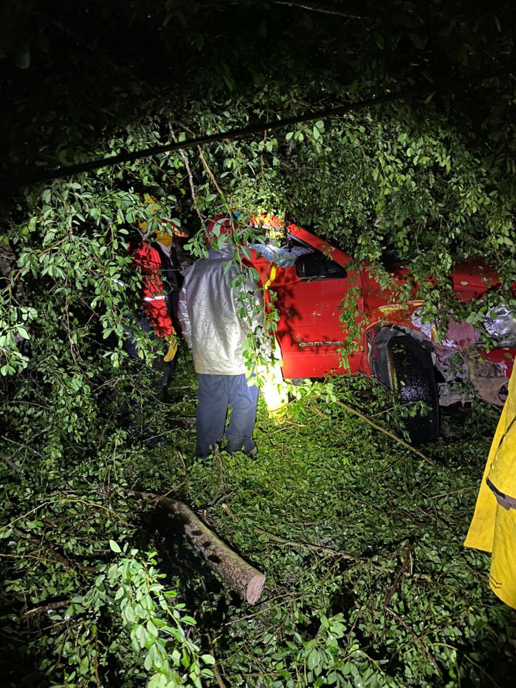 SIN VIDA AL CAERLE UN ÁRBOL EN LA CARRETERA