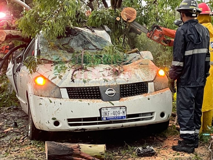 LESIONADO EN EL LIBRAMIENTO AL CAER ÁRBOL