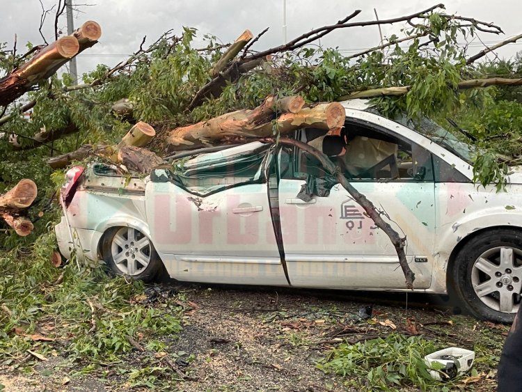 LESIONADO EN EL LIBRAMIENTO AL CAER ÁRBOL